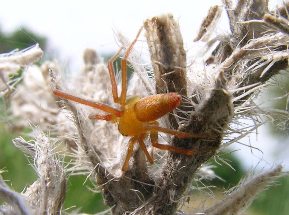 Philodromus sp.